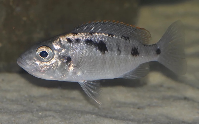 Otopharynx sp. 'spots' Sani